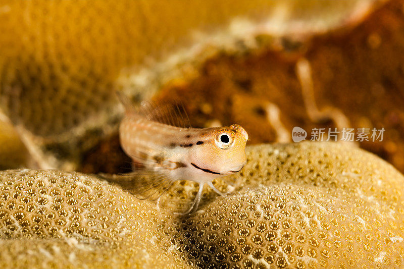 可爱的小鱼，八眼山Blenny Ecsenius八眼山，帕劳，密克罗尼西亚